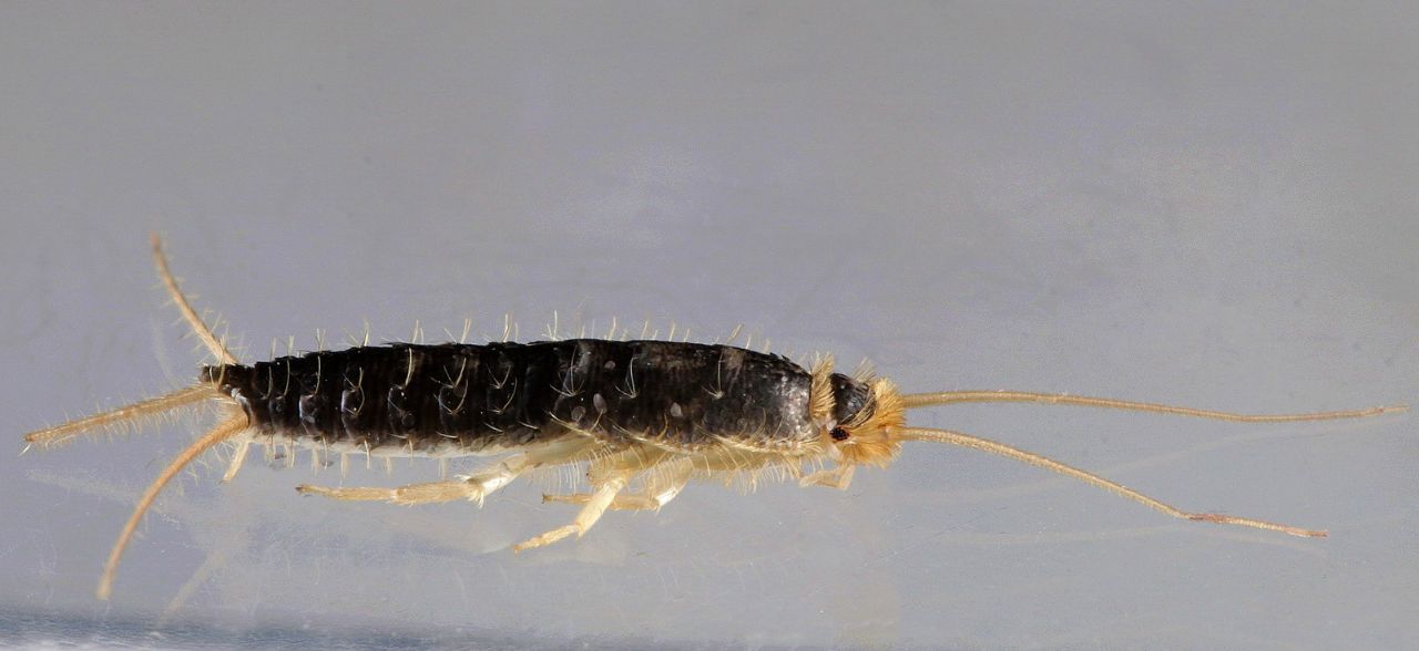 Lepisma saccharina (Lepismatidae)